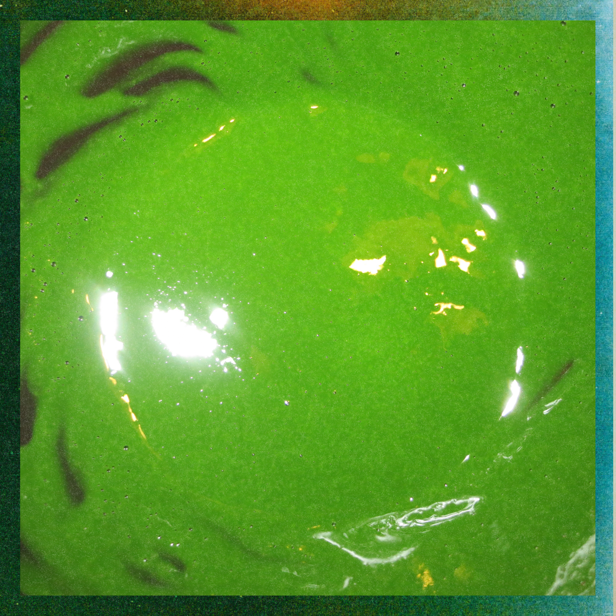 Okumidori おくみどり 30g