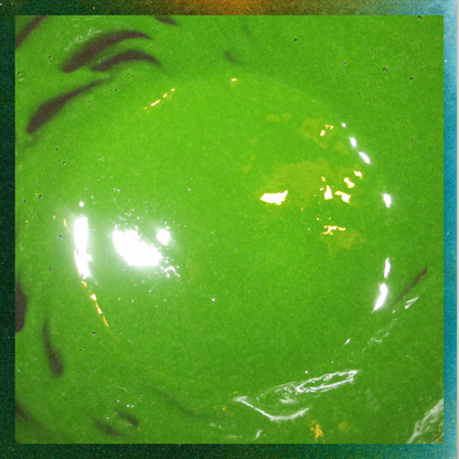 Okumidori おくみどり 30g